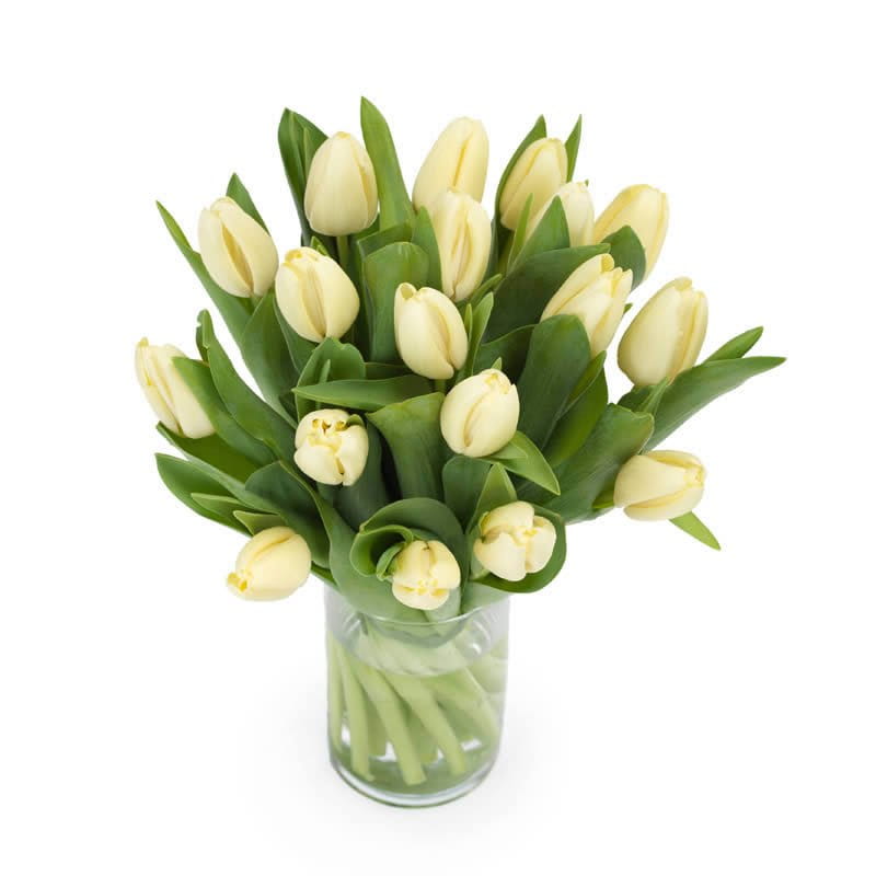 tempbou12_19s-min Tulpenstrauß in creme