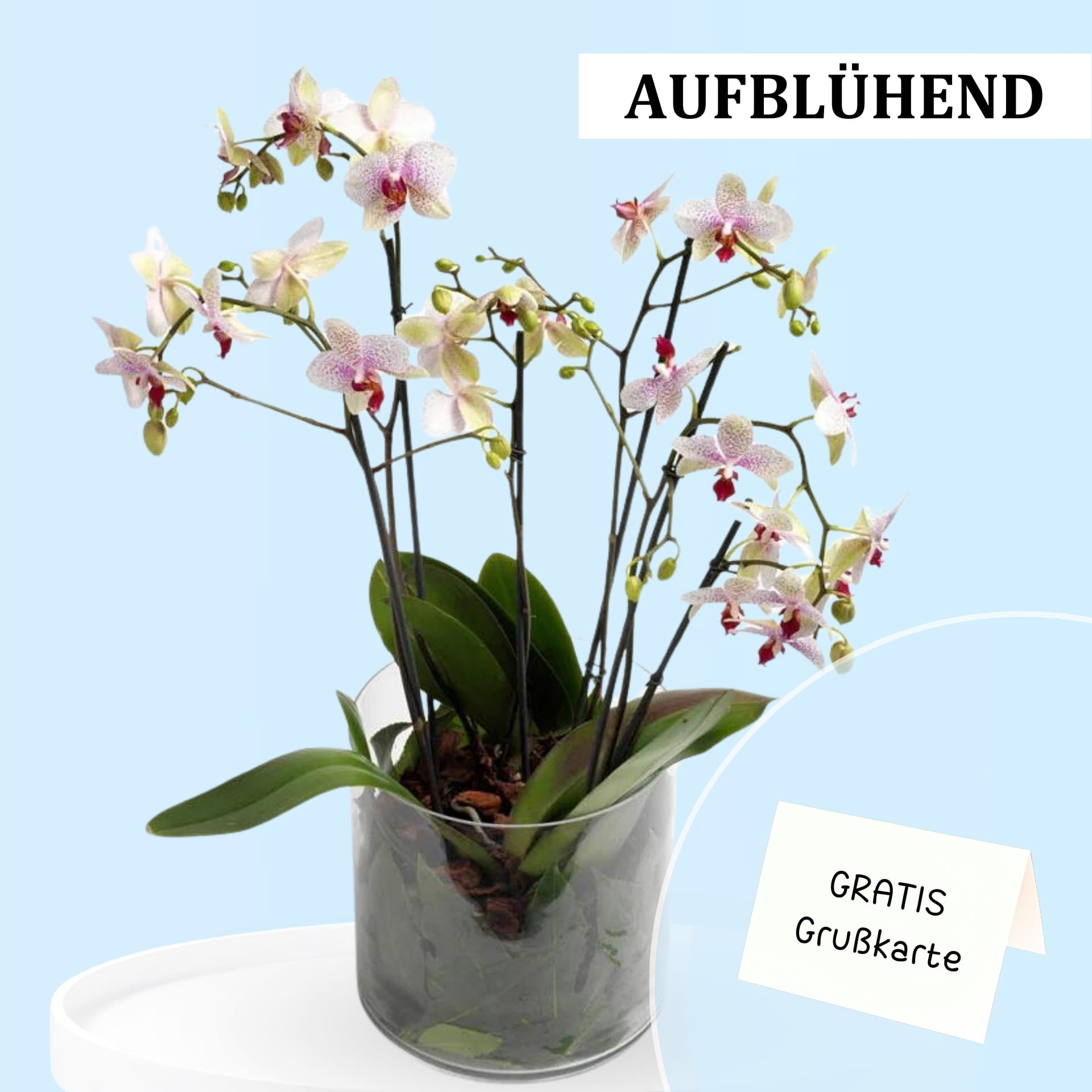 Send a purple orchid Send a purple orchid
