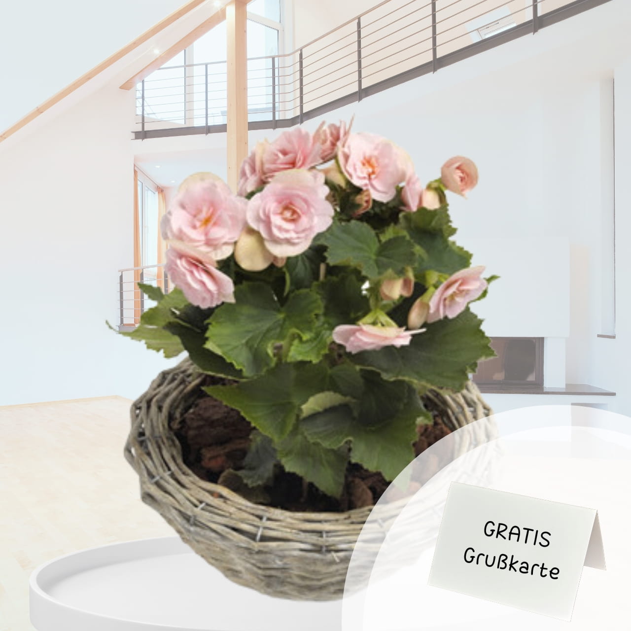 rosa-begonie-online-verschicken-pflanzenversand rosa-begonie-online-verschicken-pflanzenversand