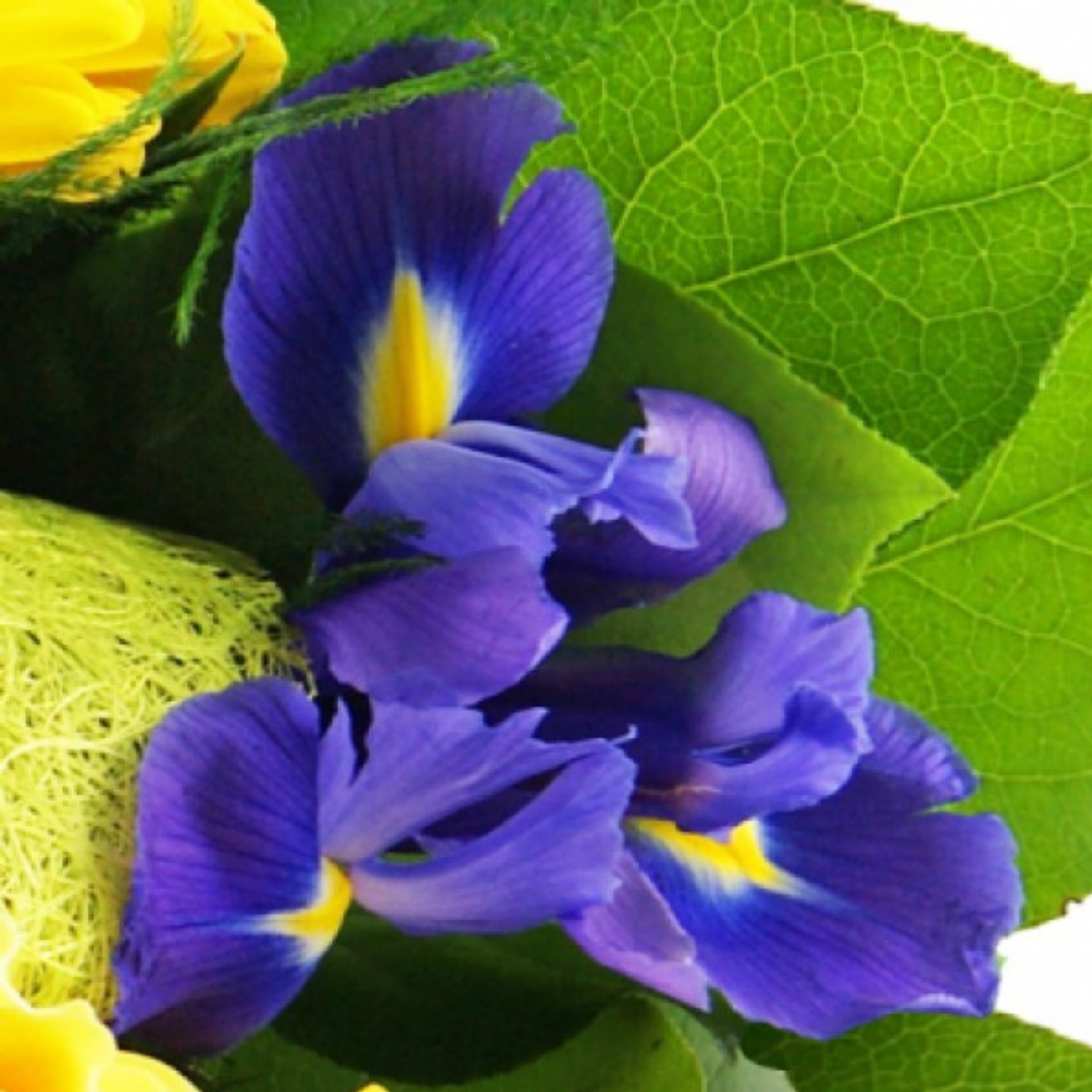 Nahaufnahme einer blauen Iris im Blumenstrauß eingebunden