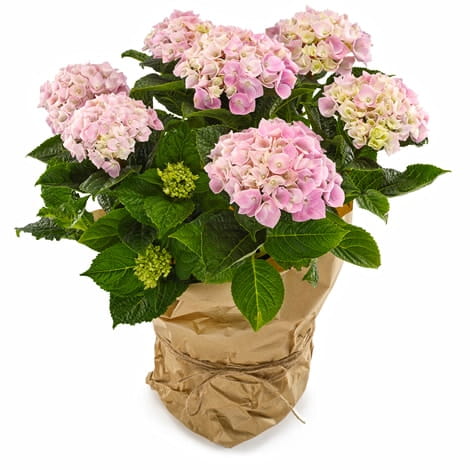 temprosa-hortensie-online-versenden Rosafarbene Hortensie versenden