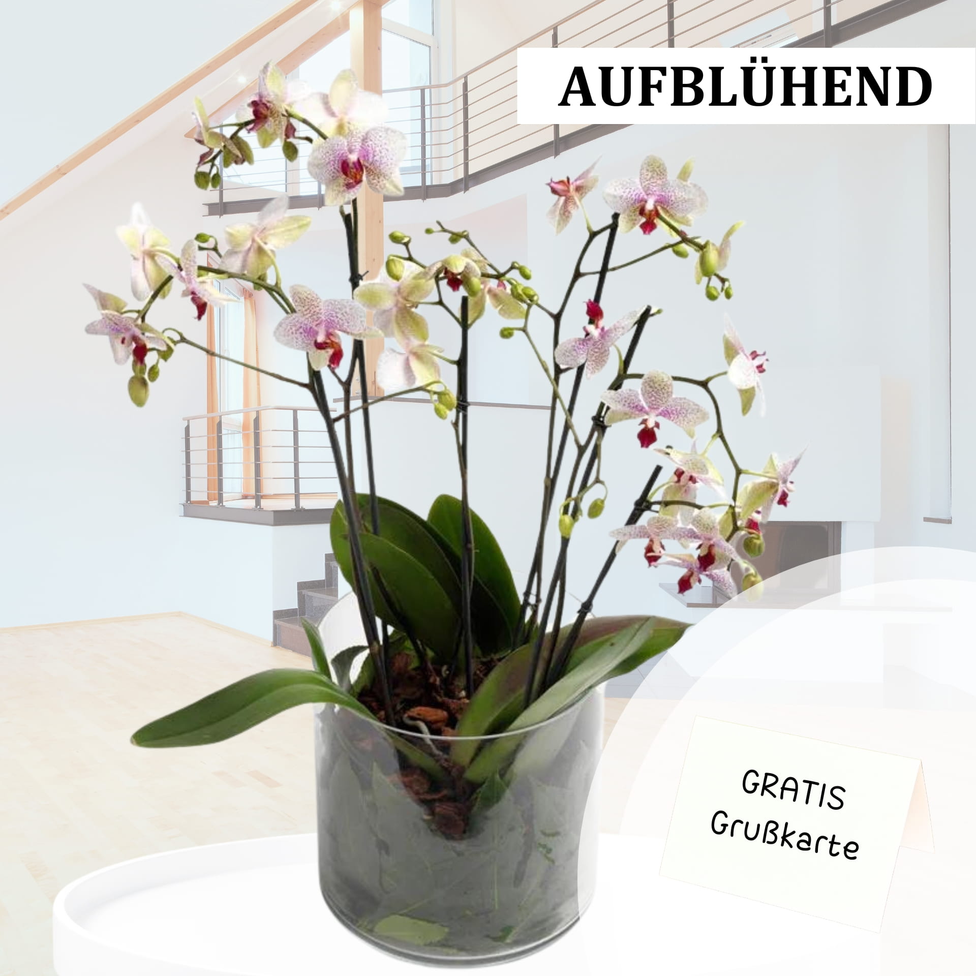 Send a purple orchid Send a purple orchid