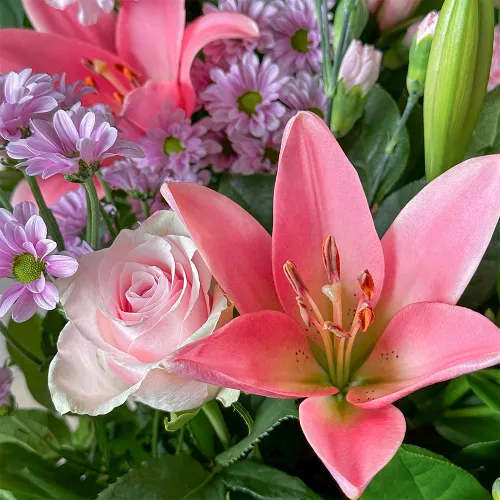Lily poetry - Delicate blossoms in pink