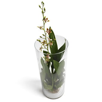 temppla10_72s_a Oncidium Orchidee online verschicken