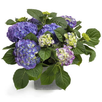 temppla10_17m_a Hortensie in blau verschenken