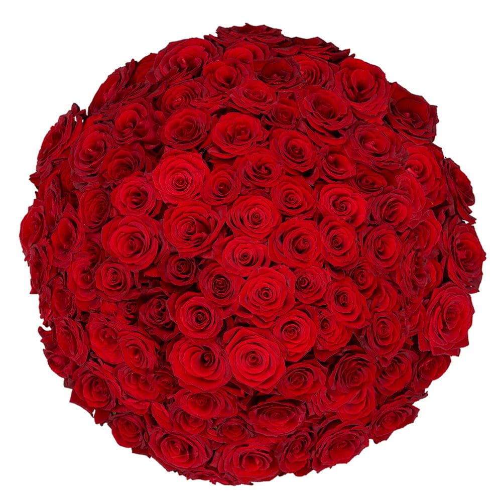 100 red Naomi Rosen Ein Rosenstrauß mit 100 red Naomi Rosen