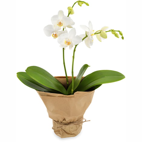 temppla13_07s_a Phalaenopsis Orchidee in weiß