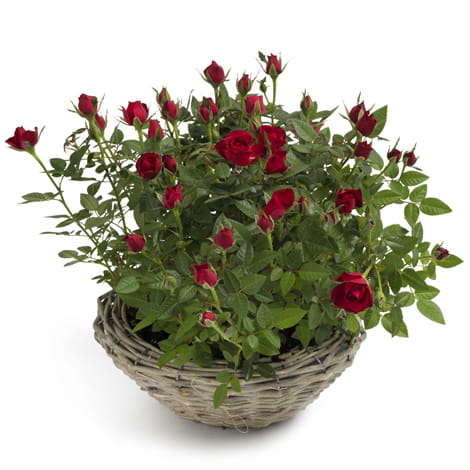 temprosenpflanze-versenden Rosenpflanze in rot