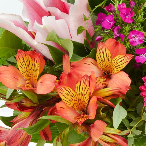 Magie des tropiques "Ida" - l'exotisme rencontre l'élégance Magie des tropiques "Ida" - l'exotisme rencontre l'élégance