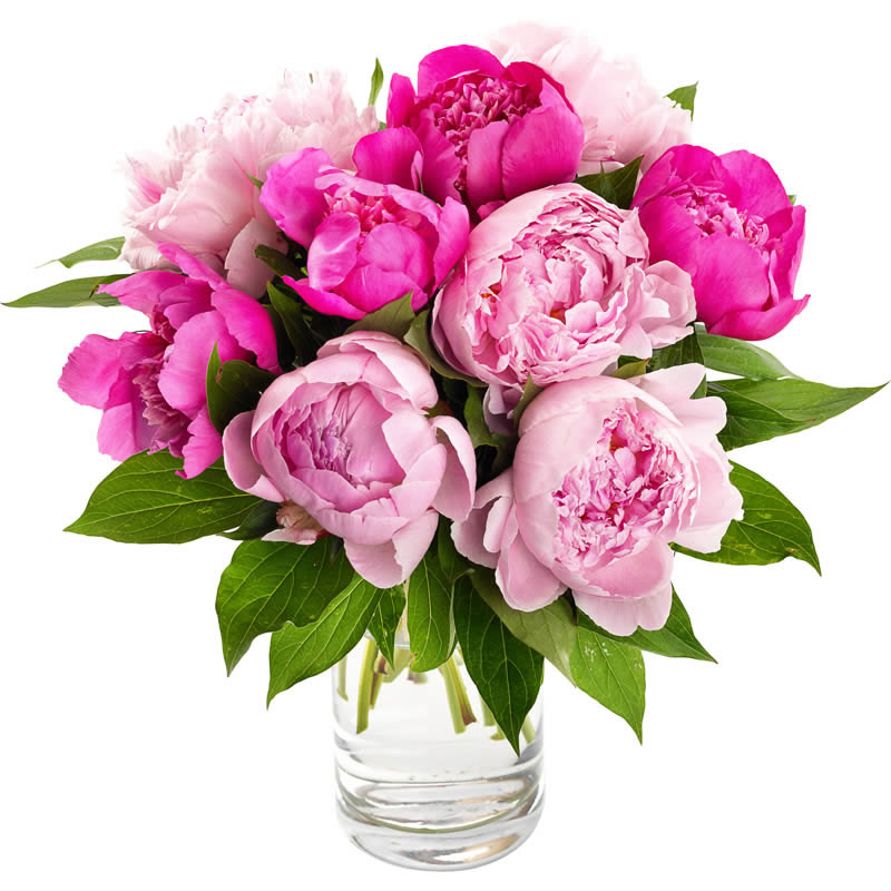 Opulenter Pfingstrosenstrauß in Rosa in einer edlen Glasvase – Pfingstrosen verschicken mit FlowersDeluxe Opulenter Pfingstrosenstrauß in Rosa in einer edlen Glasvase – Pfingstrosen verschicken mit FlowersDeluxe