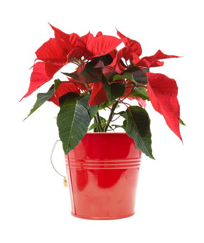 Roter Weihnachtsstern