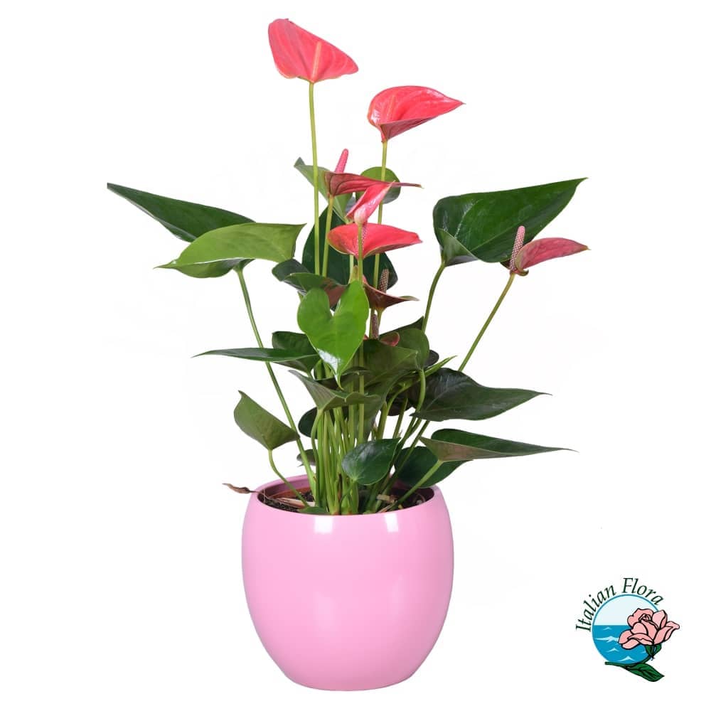Rosa Anthurium-Pflanze