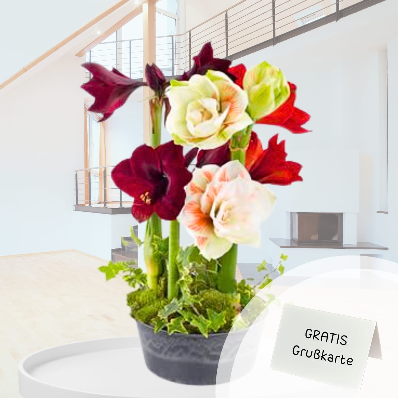 Amaryllis-online-verschicken-pflanzenversand Amaryllis-Schönheit