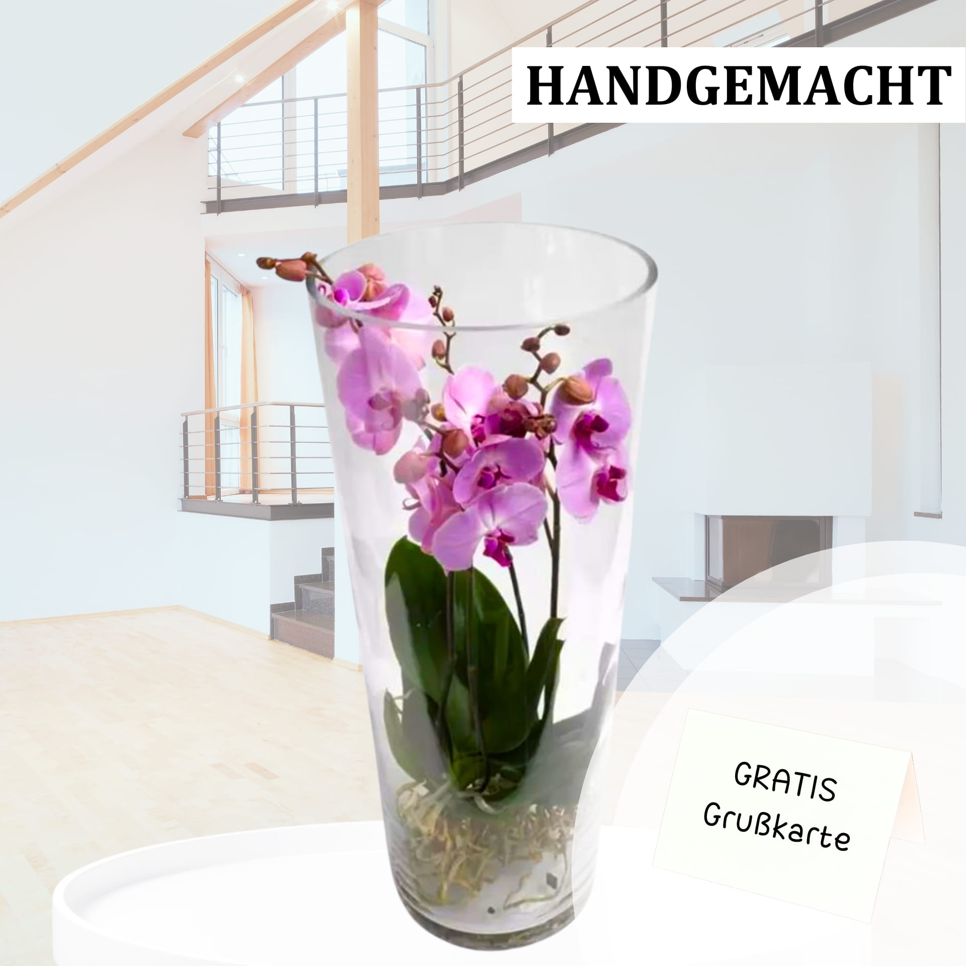 Orchidées Phalaenopsis violettes Orchidées Phalaenopsis violettes