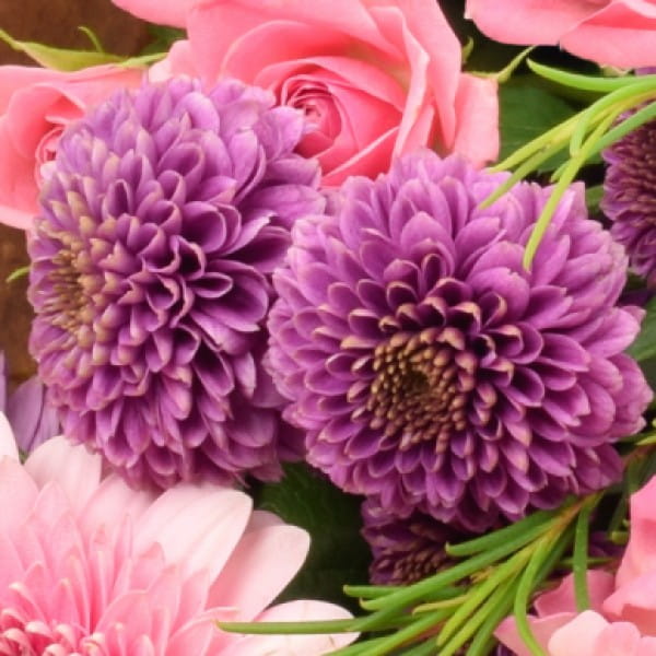 Detailaufnahme-Santini-Chrysanthemen-blumen-bestellen