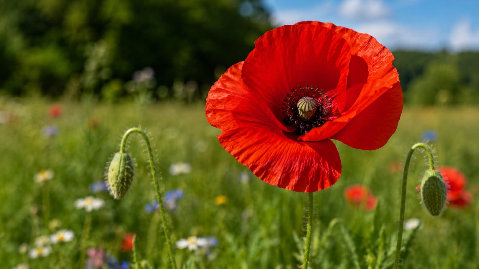 mohnblume-bedeutung-symbolik-blumenlexikon