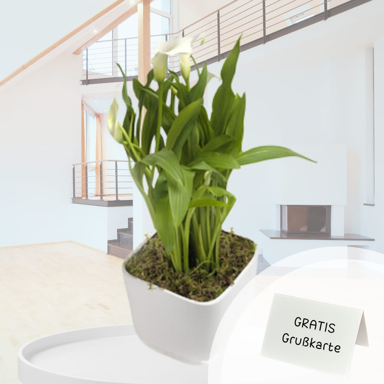 calla-weiss-online-verschicken-pflanzenversand calla-weiss-online-verschicken-pflanzenversand