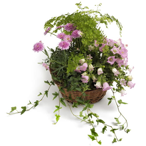 temppla10_12s_a Highlight - Pflanze verschicken