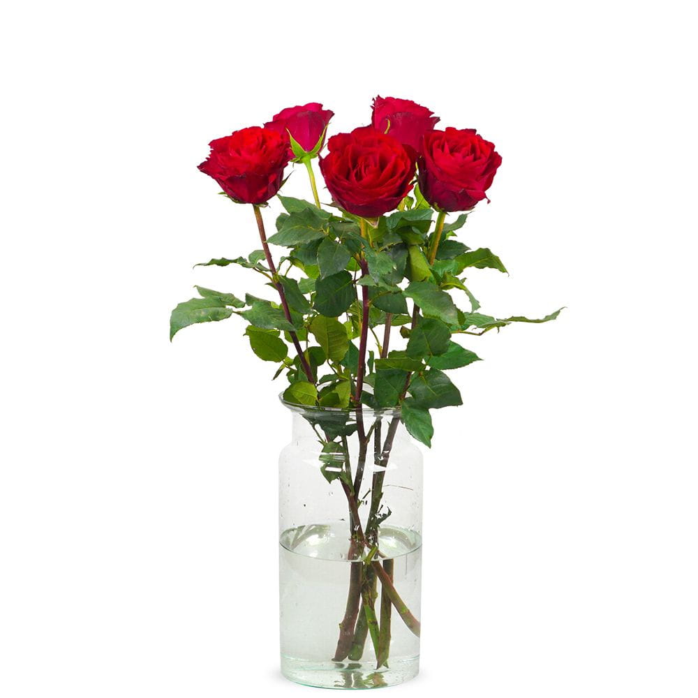5 red roses (Medium)
