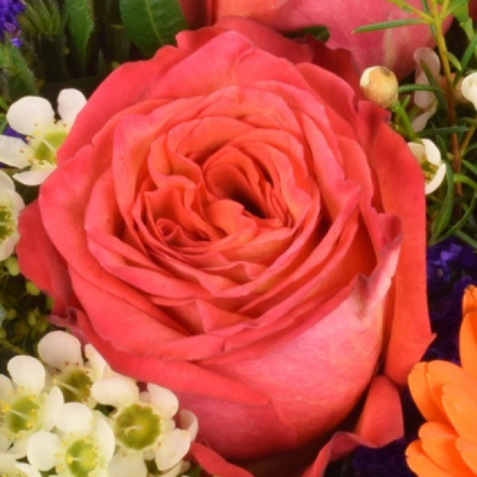 Detailfoto rote Rose im Blumenstrauß
