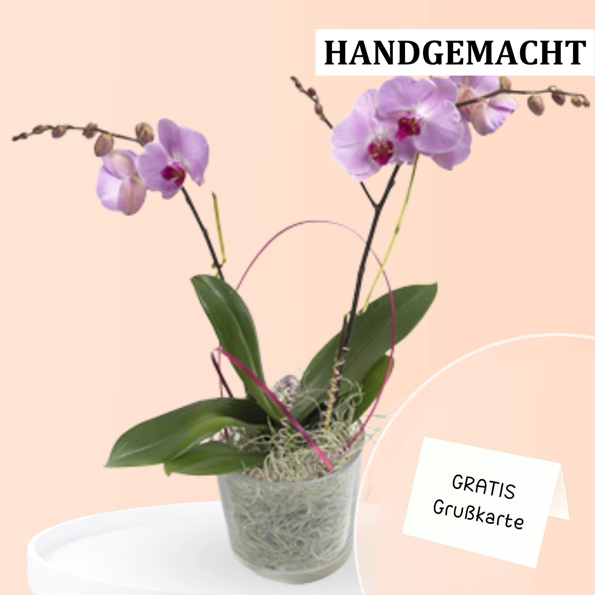 violet beauty violet beauty