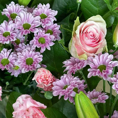 Lily poetry - Delicate blossoms in pink
