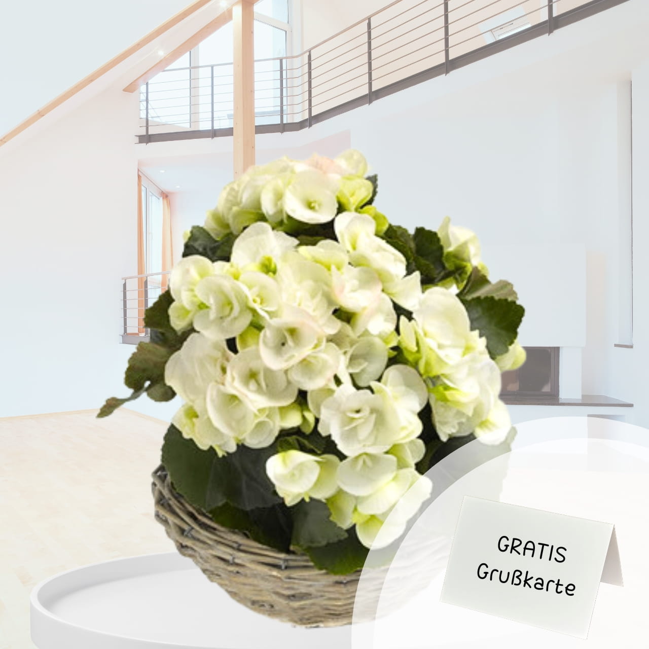 Weisse-Begonie-online-verschicken-pflanzenversand Weisse-Begonie-online-verschicken-pflanzenversand