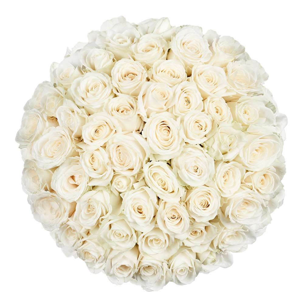 50 Premium white Roses (Medium)