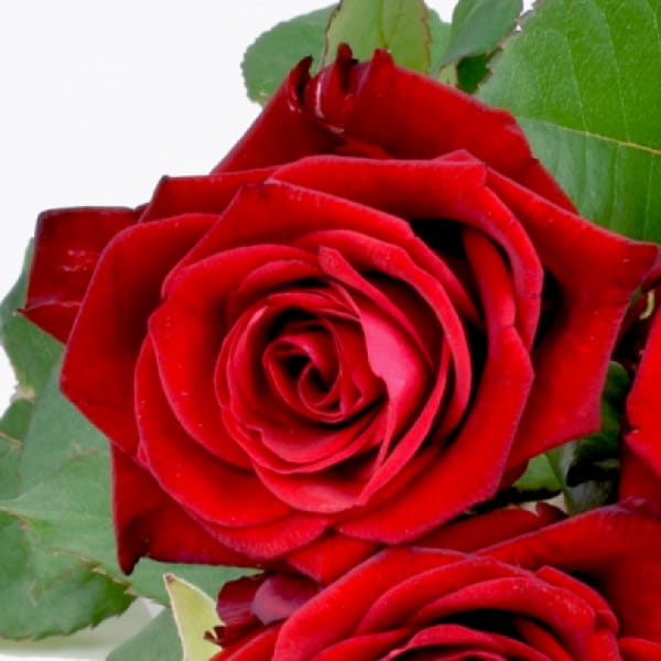 Detailaufnahme-Rose-red-naomi