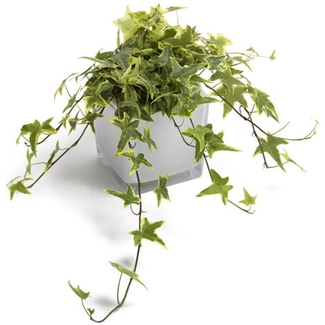 temppla10_41m_a Efeu