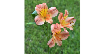 Alstroemeria-Foto