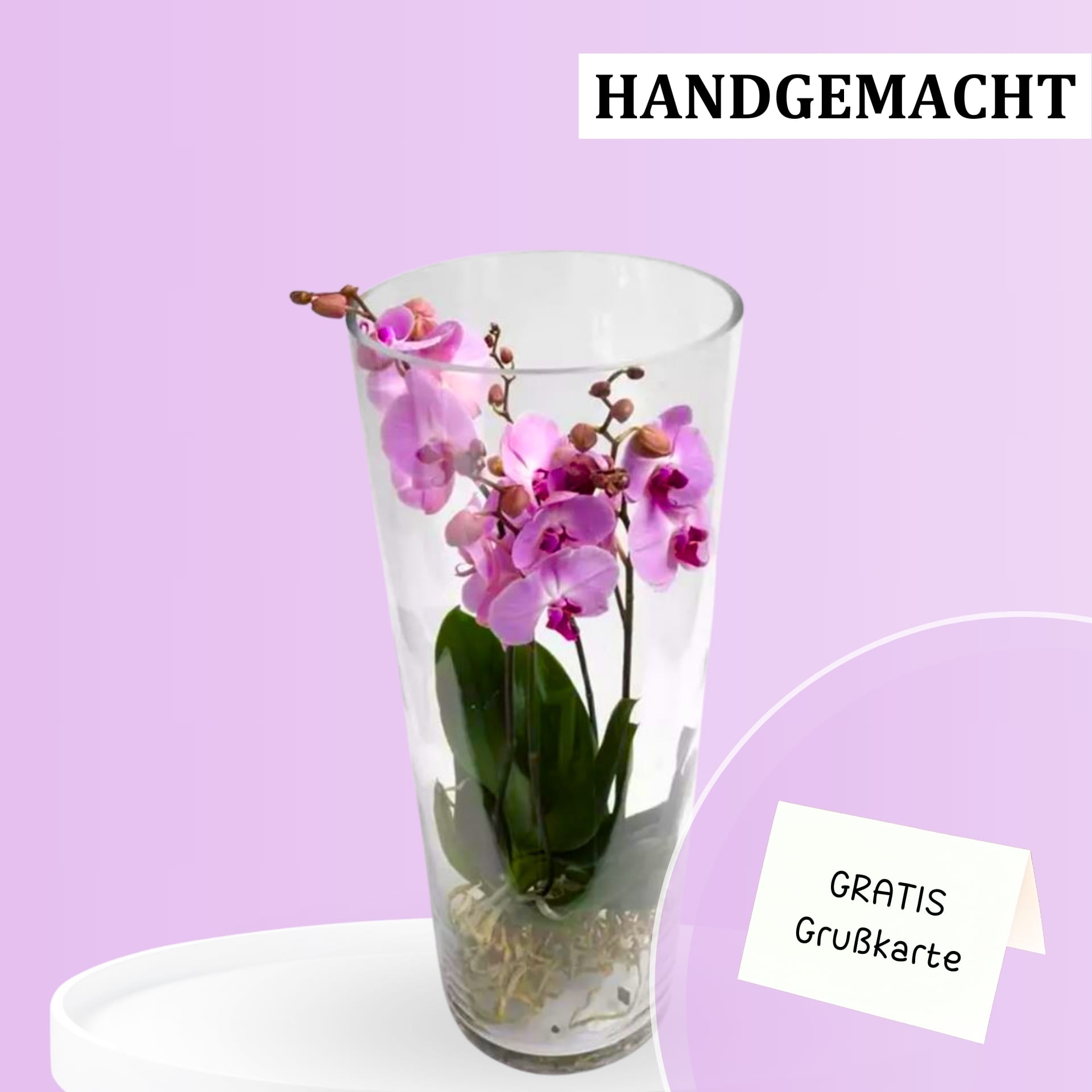 Orchidées Phalaenopsis violettes Orchidées Phalaenopsis violettes