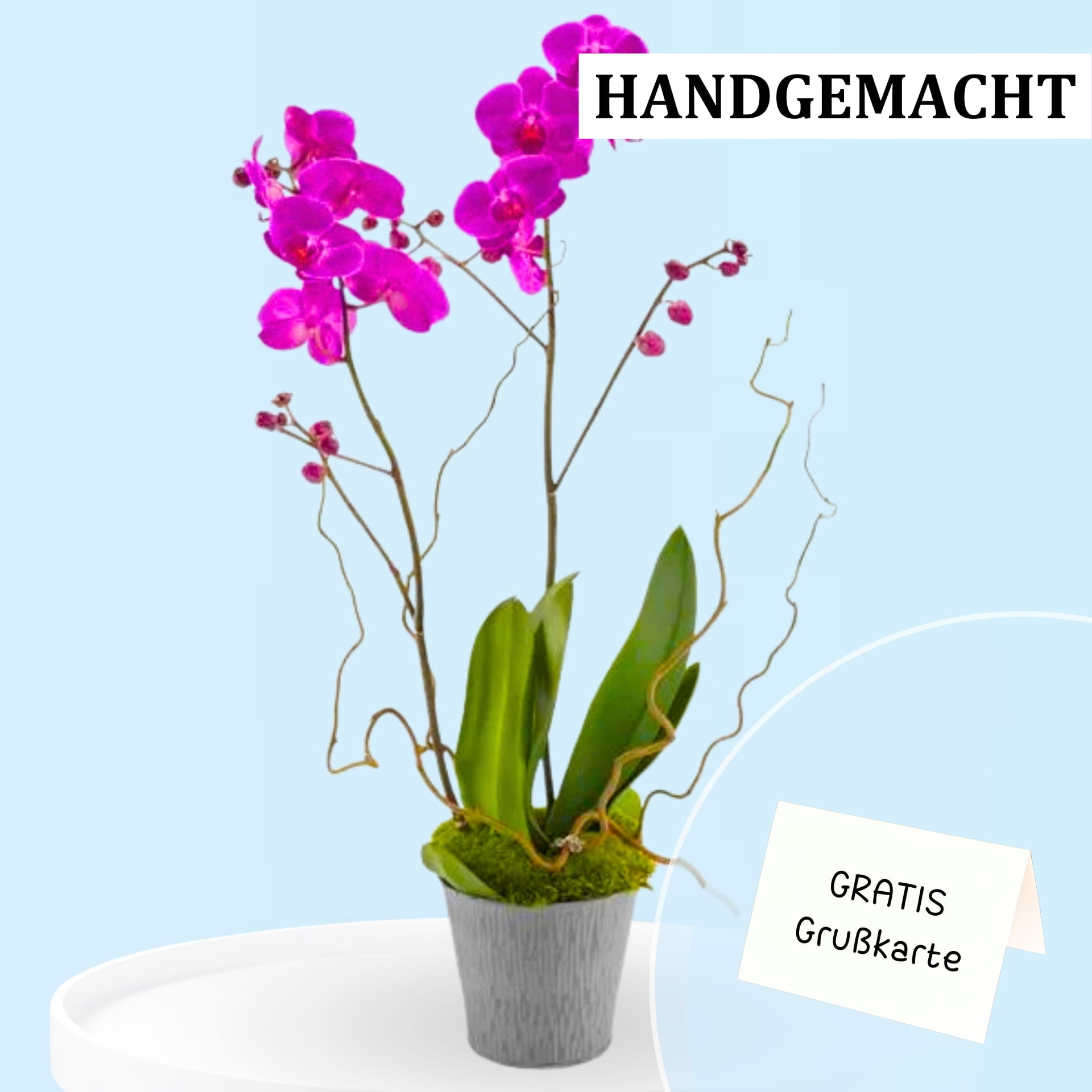 Orchid in pink Orchid in pink