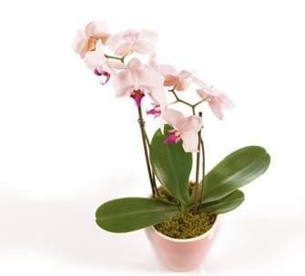 pinke Orchidee versenden