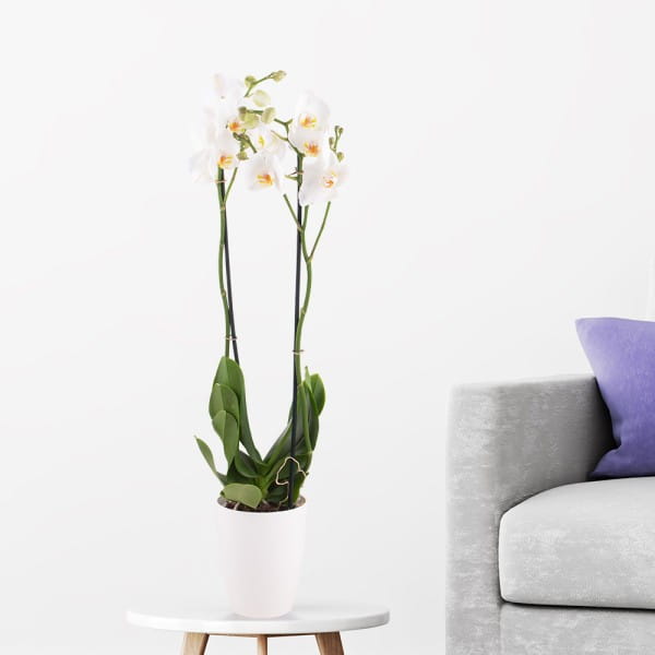 Zwei Rispen Orchidee in Weiß im gratis Topf
