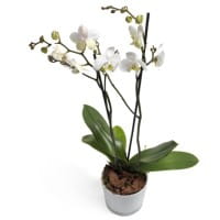 Orchidee Reinheit
