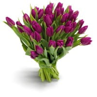 Deluxe Blumenstrauß lila Tulpen