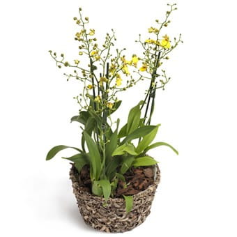 Oncidium Orchidee gelb