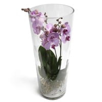 Lila Phalaenopsis Orchidee bestellen